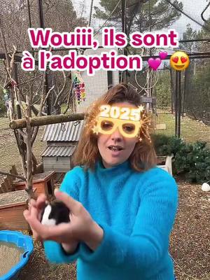 A post by @muriellavoliere on TikTok caption: Cochon d’Inde à l’adoption #lavoliere #adoption #guineapigs #cochondinde #CapCut 