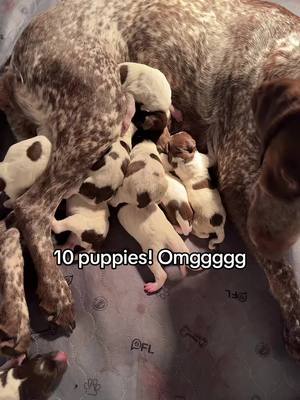 A post by @rachel_onthehill on TikTok caption: 10 pups so far!! They are so cute! Mama did amazing #puppy #gspsoftiktok #germanshorthairedpointer #dogsoftiktok 