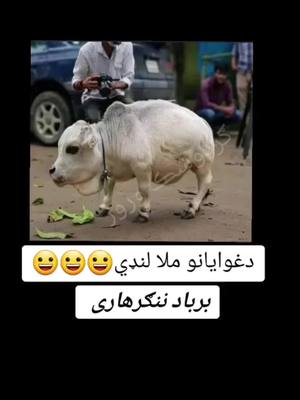 A post by @sad_______boy61 on TikTok caption: #onthisday #foryuopage #foryuopage #videoviral #vairal #fyp #تاجیک_هزاره_ازبک_پشتون_ترکمن🇦🇫 #پشتون_تاجیک_هزاره_ازبک_زنده_باد🇦🇫 #afghanistan 