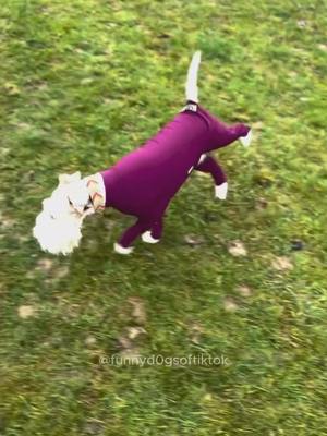 A post by @funnyd0gsoftiktok on TikTok caption: Part 50 | Funny dog videos! #dog #funnydog #funnypets #funnyanimals #funnyvideo #funnydogs #dogs 