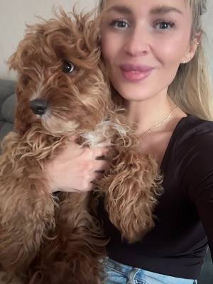 A post by @aniaania527 on TikTok caption: Roy 🧸♥️#m #cavapoo #cavapoopuppy #mydog♥️ 