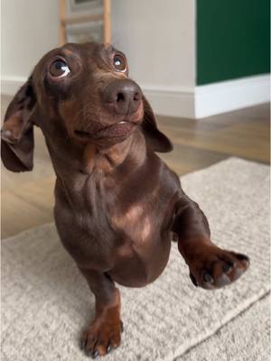 A post by @the_daxie_trouble on TikTok caption: Hello Monday 👋🏻 #dachshund #monday #hello #hi #cutedog 