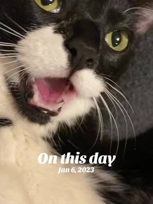 A post by @jacx_n_cats on TikTok caption: #onthisday 