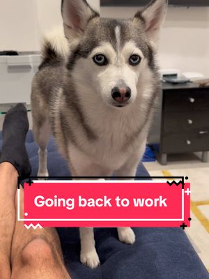 A post by @sapphie_the_pomsky on TikTok caption: How your dog feels about you going back to work 🤣 #dogs #dogsoftiktok #husky #funnydog #smartdog #sassydog #fyp 