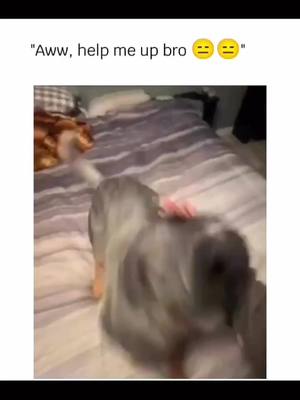 A post by @funnyfailhub on TikTok caption: Funny and cute dogs compilation 🤣 🥰 #funnydog #funnypet #cutedog #dogoftiktok #doglover #dog 