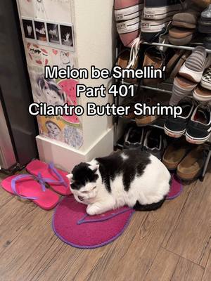 A post by @melon.n.finn on TikTok caption: Melon be Smellin’ Part 401 😤🤢🫡 #MelonBeSmellin #melonnfinn #cat #catsoftiktok #fyp #shrimp 