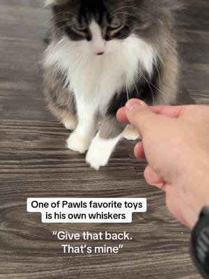 A post by @catnamedpawl on TikTok