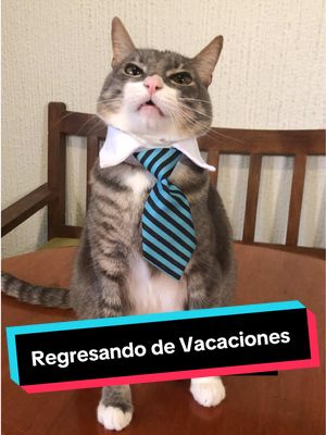 A post by @somosfamiliapeluda on TikTok caption: ¡Regresando de vacaciones con actitud! 🛌 💤                         #mascotas #memestiktok #comedia #gato #perros 