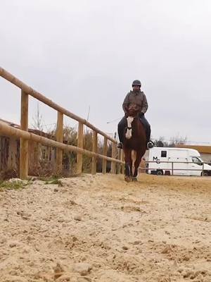 A post by @terredesportequestre on TikTok caption: Votre cheval se défend ? Retrouvez l'exercice en bio #cheval #horse #equitation 