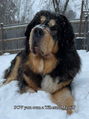 A post by @ruger_and_willow on TikTok caption: He refuses to come inside 🙃❄️ #snow #snowdog #tibetanmastiff #doginsnow #maryland