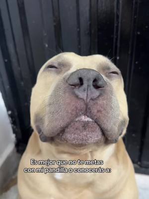 A post by @vikingo606 on TikTok caption: Creeme No querrás problemas conmigo, hermano 🤨🐶 #vikingo606 