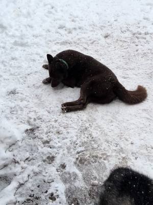 A post by @siberianmonarch on TikTok caption: Husky life lol  #Husky #SiberianHusky #HuskiesOfTiktok #Dogtok #Snow #SnowDog #WinterWeather #SnowDay 