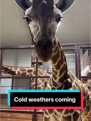 A post by @geralds.life on TikTok caption: Episode 95, Day 296 Finn responds to Fitz from the Memphis Zoo and talks about the cold weather coming!  #finnthegiraffe #giraffes 