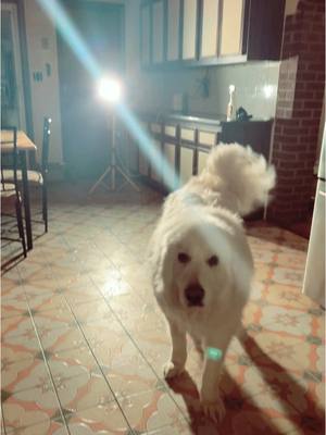 A post by @_angiebarber_ on TikTok caption: cooking some buttered noodles with my spotlight as a light 🤌🏼  #houserenovation #fyp #gottadowhatyougottado 