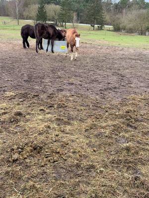 A post by @_sonnenpferdchen_ on TikTok caption: Mein Zwerg❤️ nimmt mich immer mehr als seine Bezugsperson wahr☺️☺️ #horseowner #horses #fohlen #painthorse 