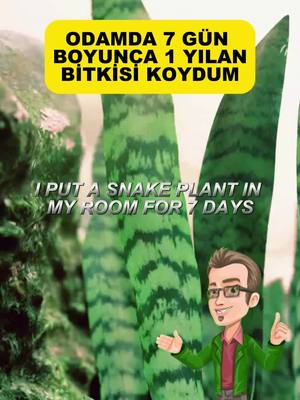 A post by @bilgiservisii on TikTok caption: ODAMDA 7 GÜN BOYUNCA 1 YILAN BİTKİSİ KOYDUM ! #yılanbitkisi #kılıççiçeği #kılıçbitkisi #sağlıklıyaşam #bilgilendirici #sağlıklıbeslenme #sağlık #faydalıiçerikler #keşfet #reels #viral #snakeplant #swordflower #swordplant #healthyliving #informative #healthynutrition #health #usefulcontent #explore