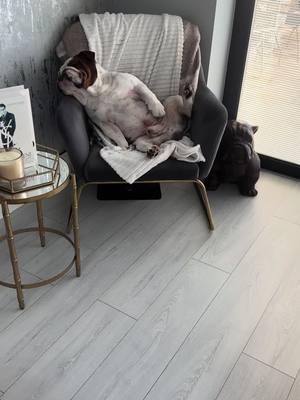 A post by @martakellett on TikTok caption: It’s his chair now 😂😂#bulldogs #englishbulldog #lovemydog #dogsoftiktok #funnydogs #lotsofdogs #dog #spoiled #pet 