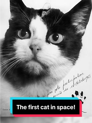 A post by @astrokobi on TikTok caption: The First Cat In Space! #space #physics #astronomy #science #astrokobi 