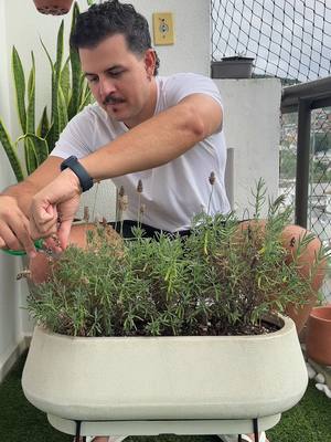 A post by @einikolas on TikTok caption: Cuidados para recuperar minha lavanda  #lavanda #flor #jardim #plantas #nikplantas