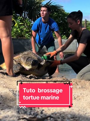 A post by @animalsinterest on TikTok caption: Un grand merci à @kelonia_rmr de sauver autant de tortues et de m'avoir permis de vous filmer tout ça !  . Pour les soutenir, vous pouvez observer les tortues du circuit visiteur du centre ! Vous pouvez aussi les suivre sur insta !  . Un immense merci à toute l'équipe de Kelonia pour leur accueil et leur bienveillance à mon égard !  Merci surtout à @aude_villiers , @hugo_beuf , Mathieu, Jean Marie, Monsieur le Directeur et bien sûr... MERCI LES TORTUES :) 