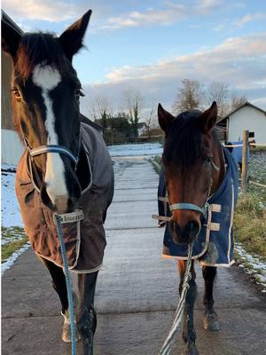 A post by @spickiee on TikTok caption: My Sweet Ladys 😍❤️😍  Dafür dass sich sich vor einer gewissen Zeit so gar nicht gemocht haben, verstehen sie sich nun umso besser man kann schon sagen sie lieben sich bereits, denn ist eine nicht da wartet die andere so lange am koppeleingangsbereich, bis die andere wieder zurück ist 💕💕  I love it❤️ #equestrian #stuten #warmblut #spickiee #foryou 