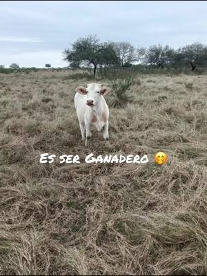 A post by @tanialopez4382 on TikTok caption: #mexico #sanluispotosi #ganadero  🫶🏻🇲🇽