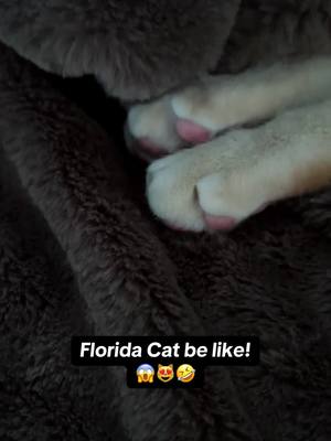 A post by @kittkattblack on TikTok caption: Maui Boy!😻😻😻 #catlover #catlife #mauiboy #catsoftiktok #trend #viralvideo 