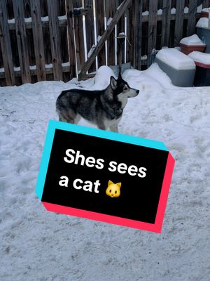 A post by @siberianmonarch on TikTok caption: She’s too much 😂 #Husky #SiberianHusky #HuskiesOfTiktok #Dogtok #Cat #PreyDrive #DogBehavior 