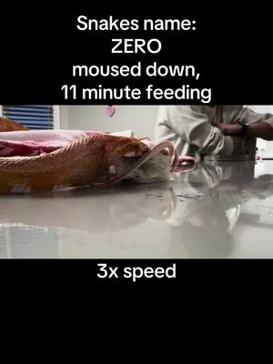 A post by @steeleimaging on TikTok caption: The snake named Zero eats a mouse in 11 minutes.  Sped up 3x. #snakeeatsmice 