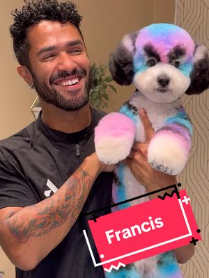 A post by @gabrielfeitosagrooming on TikTok caption: Francis cute angry face is the cutest thing you’ll see today. #cutedog #doggrooming 