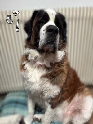 A post by @nathalieherbomel on TikTok caption: #saintbernard #maruby 