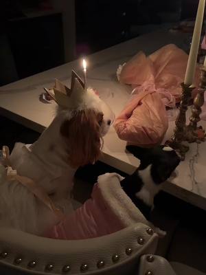 A post by @coquettecavalier on TikTok caption: lady turns one today! everyone say happy birthday! 🥲🩷