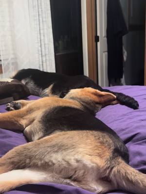 A post by @donutcop741 on TikTok caption: #germanshepherd #puppy #fyp 