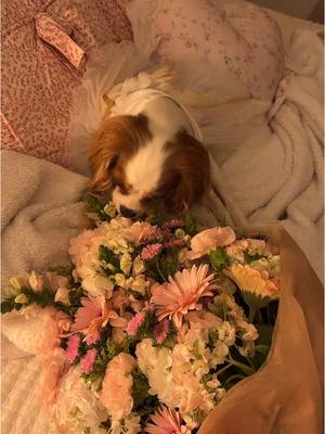A post by @coquettecavalier on TikTok caption: birthday girl! 🥲