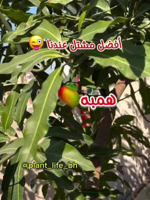 A post by @plant_life_bh on TikTok caption: بايقها من حارسنا ⚽️ إبراهيم لطف الله 😅👀 إبراهيم لطف الله #bahrain #mango #الزراعة_المنزلية #زراعة_السطح #همبه #زراعة_النباتات_المثمرة #عمان #bh #الاحساء #tailand #البحرين #العراق #الكويت #مصر #مانغو #الرياض #كأس_الخليج 