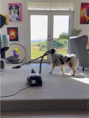 A post by @my_aussie_gal on TikTok caption: (Just kidding, I work from home and Promise and I do the chores together!😂❤️) And when we do leave the house it’s almost never alone❤️ 