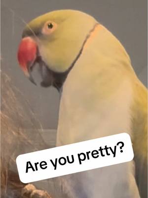 A post by @beakerbeak on TikTok caption: A ✨SwEeT bAbY✨ and a Baybell to brighten up your morning 😁 #talkingbird #talkingparrot #cuteanimals #funnyanimals #parrot #irn #birdsoftiktok #parrotsoftiktok 