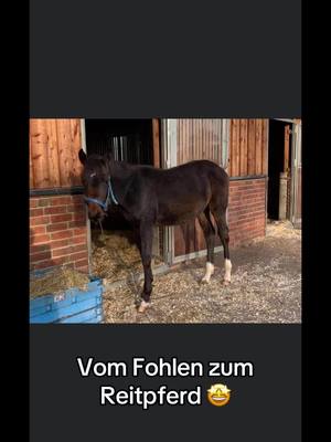 A post by @annaroediger on TikTok caption: Wenn die Fohlen zum Reitpferd werden .🤩🏇#fohlen #equestrian #jungpferd #jungpferdeausbildung 