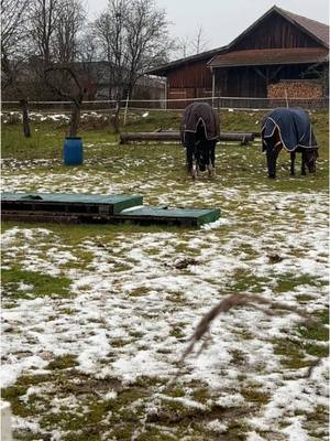 A post by @spickiee on TikTok caption: Auch wenn das Wetter super bescheiden ist bin ich so froh dass meine Pferde 365 Tage im Jahr auf die Koppel kommen und sich bewegen können wie sie möchten 💕💕  #equestrian #koppel #winter #spickiee #foryou 