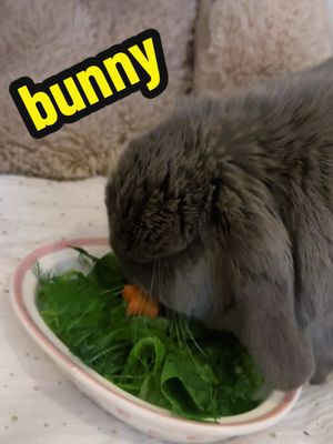 A post by @edignaa on TikTok caption: Lunch time 🥬 #bunny #rabbits #animal #animallover 