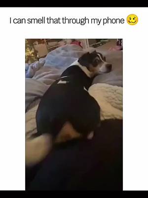 A post by @funnyfailhub on TikTok caption: Funny and cute dogs compilation 🤣 🥰 #funnydog #funnypet #cutedog #dogoftiktok #doglover #dog 