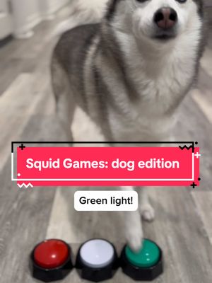 A post by @sapphie_the_pomsky on TikTok caption: POV: squid games with my dog 🤣#dogs #funnydog #dogsoftiktok #squidgame 