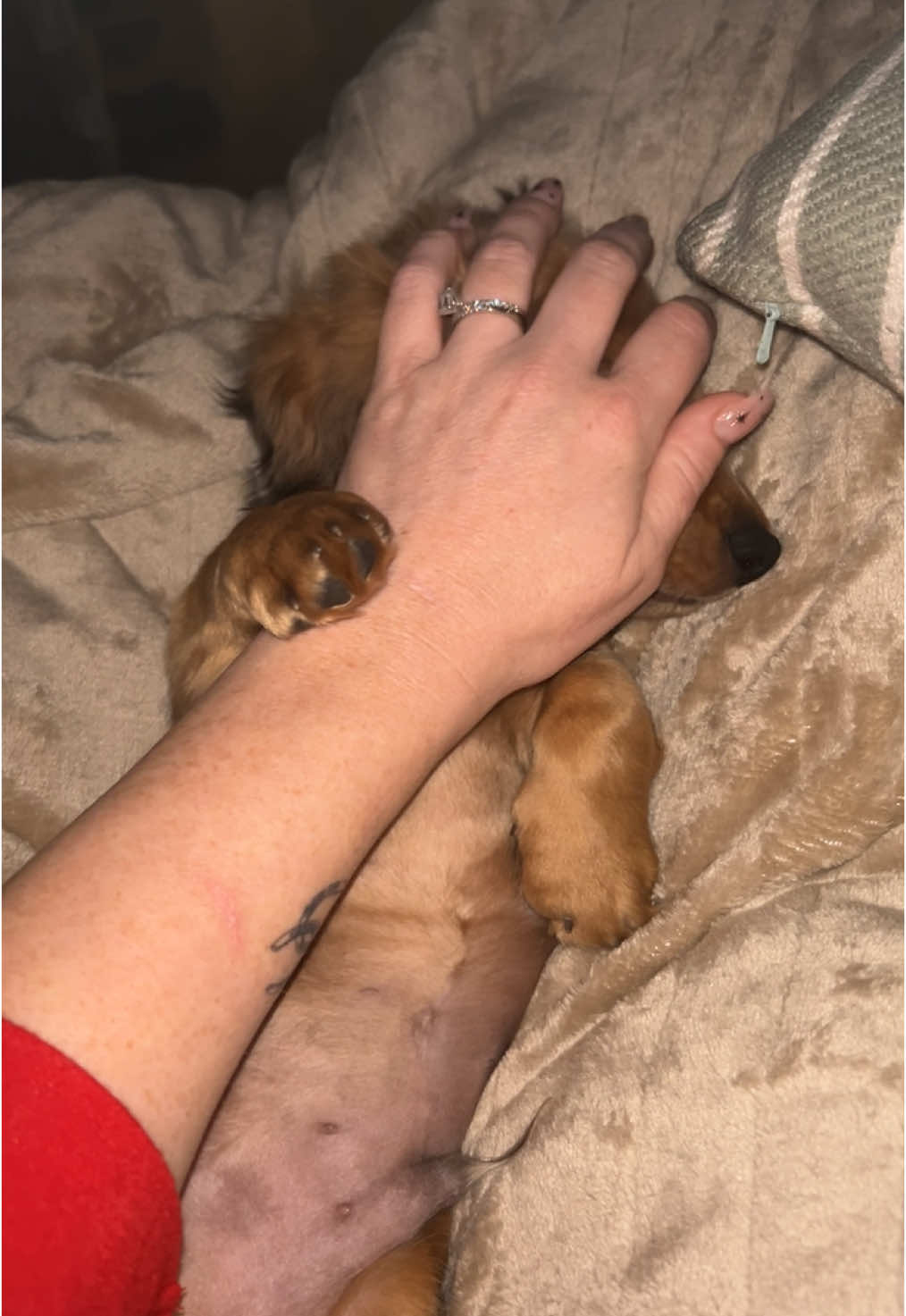 A post by @arrowsmiths on TikTok caption: It worked!  #puppy #dachshundsoftiktok 