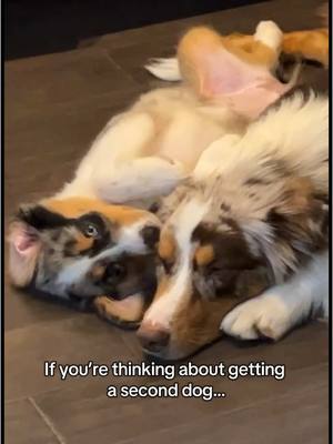 A post by @canyon_in_the_wild on TikTok caption: Best decision we ever made 🫶🏻 #australianshepherd #aussiesdoingthings #twodogs