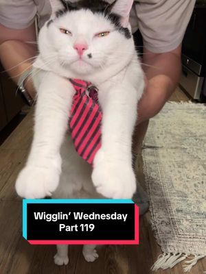 A post by @melon.n.finn on TikTok caption: Wigglin’ Wednesday Part 119 🕺😶‍🌫️😈 the after-work wiggle party 🦭🔥 #cat #catsoftiktok #wigglinwednesday #melonnfinn #fyp