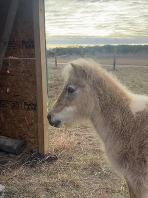 A post by @allthings.karina on TikTok caption: S is for Sandy & Scammer 🤣 IYKYK  Also my husband se pasa con su little joke 🤣🤣🐴  Did yall see how sandy bit into her apple 😭  #countryliving #SandythePony #Pony #Farmhouse #afternoonroutine #cowgirlboots #victoriacerveza #cervezavictoria #Splice 