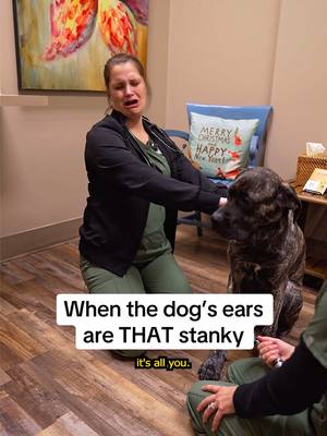 A post by @allstarveterinaryclinic on TikTok caption: A dog’s ear is capable of so much stank 🤢 #veterinarian #vetmed #vettech #veterinarylife #vettechlife 