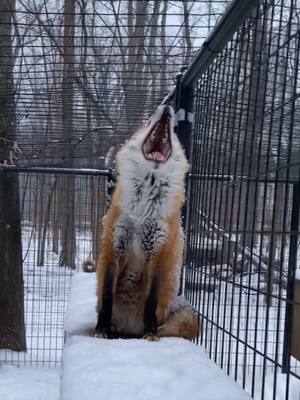 A post by @arcticfoxdaily on TikTok caption: And THAT is why secondary entrances are so important 😂  #wildlife #rescue #fox #sneaky #animals #nonprofit