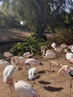 A post by @appukarma on TikTok caption: Experience the beauty of the animal kingdom #phoenixzoo 