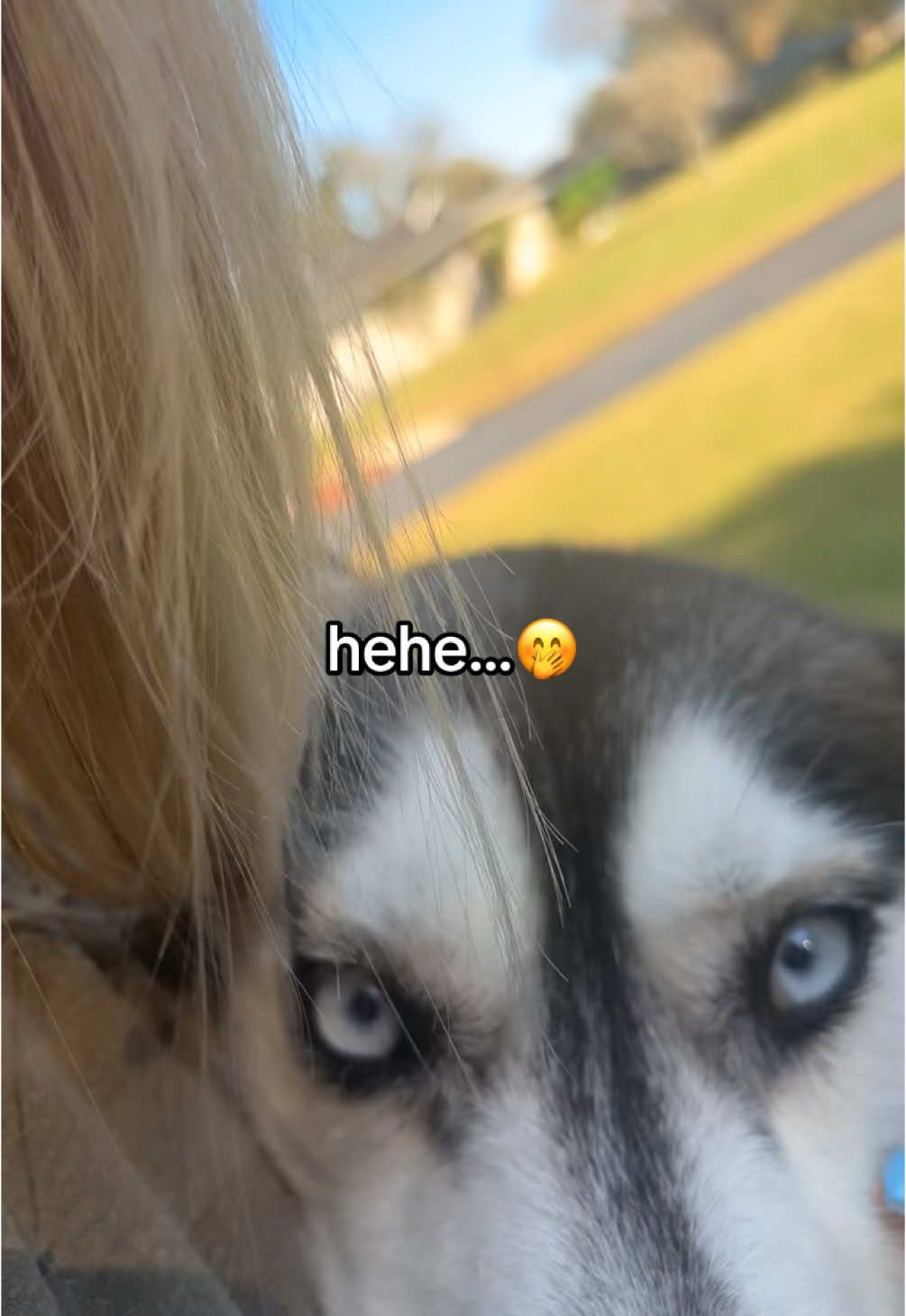 A post by @abigail.regnier on TikTok caption: I swear I love my mom just as much 🫵🏽🫶🏼 #husky #blonde #dogmom 